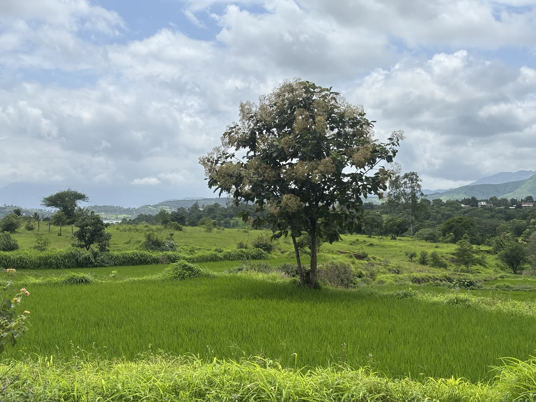 A flowering tree standing among lush green fields and hills under a cloudy blue sky.