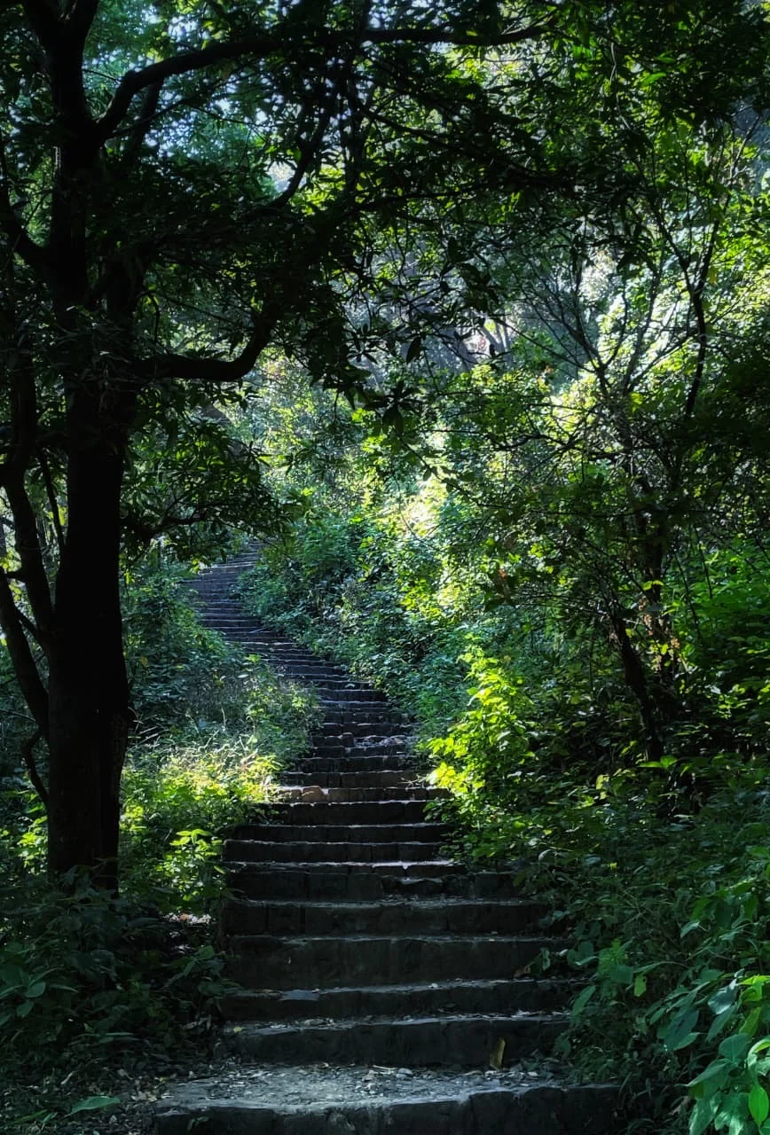 A stone staircase disappearing into a dense green forest with sunlight filtering through the trees.