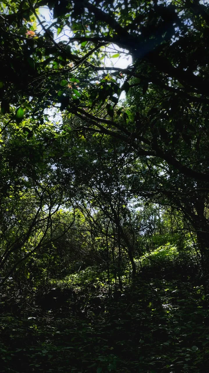 Interlacing branches and lush leaves forming a dark forest canopy with bright patches of sky.